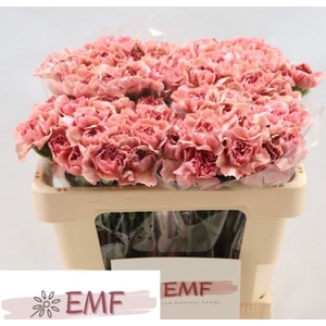 Di St Lady Dayana EMF