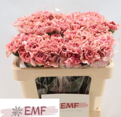 <h4>Di St Lady Dayana EMF</h4>