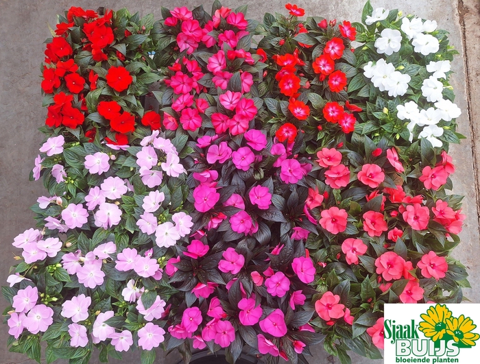 <h4>IMPAT NG GEM 6 KL</h4>