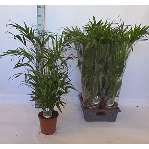 CHAMAED CATARACTARUM