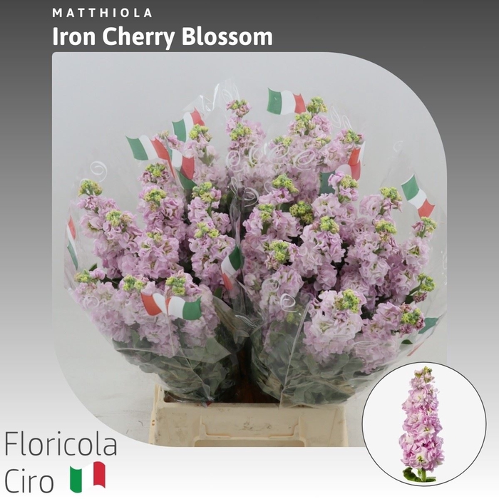 <h4>Matthiola Iron Cherry Blossom</h4>