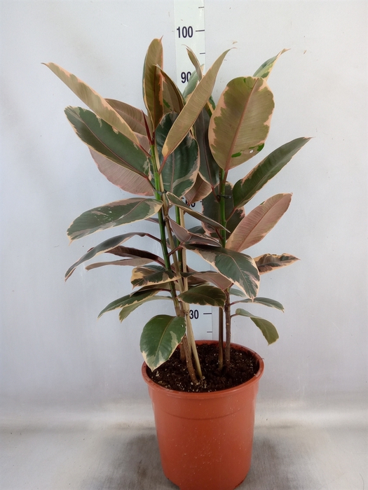 <h4>Ficus elastica 'Belize'</h4>