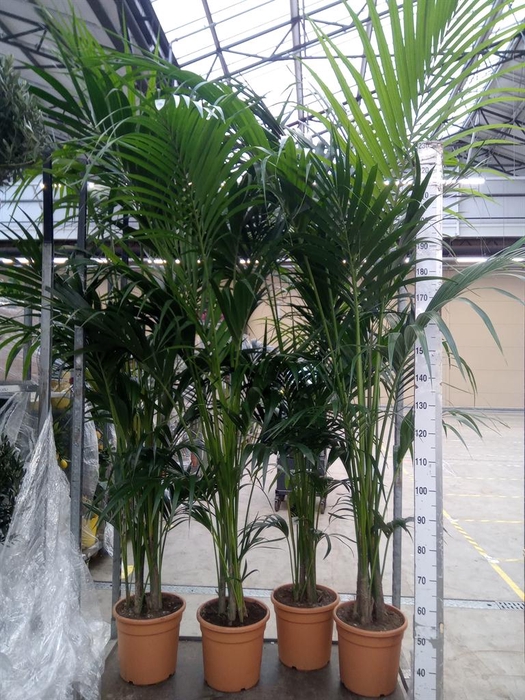 <h4>Howea forsteriana</h4>