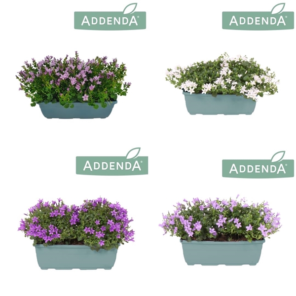 <h4>Campanula Ambella Mixlaag 27 cm bloembak</h4>