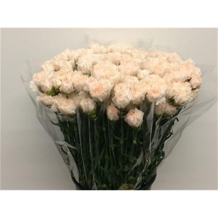 <h4>Di St Signorelli Salmon Pink</h4>