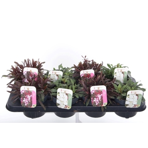 Gaura lind. mix