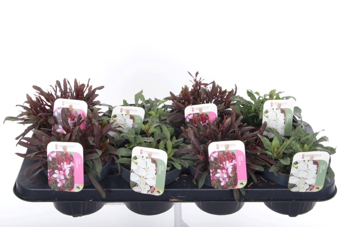 <h4>Gaura lind. mix</h4>