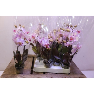 arr8 Phal Diva Make-up 2 Spike