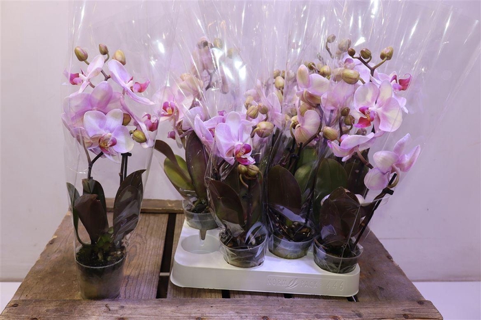 <h4>arr8 Phal Diva Make-up 2 Spike</h4>