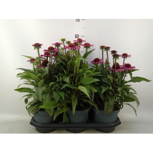 Echinacea  'SunSeekers Pink'