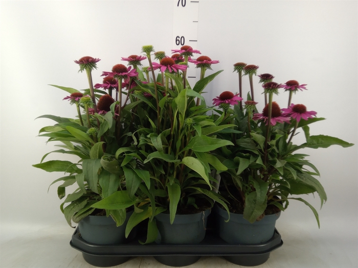 <h4>Echinacea  'SunSeekers Pink'</h4>