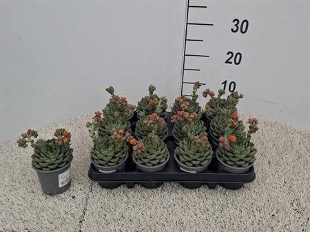 <h4>Echev Gilva</h4>