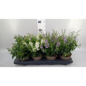 Angelonia   ...