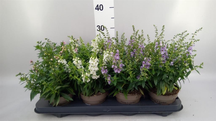 <h4>Angelonia   ...</h4>