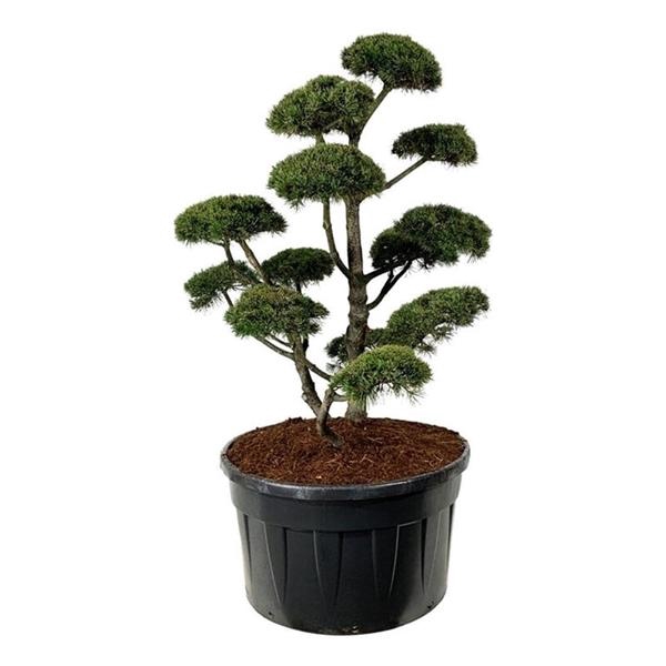 <h4>Pinus mugo 'Gnom'</h4>
