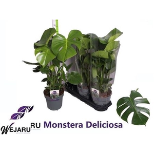 Monstera Deliciosa