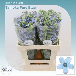 OXY CO TAN PURE BLU