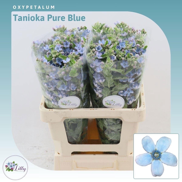 <h4>OXY CO TAN PURE BLU</h4>