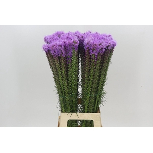 Liatris Spicata