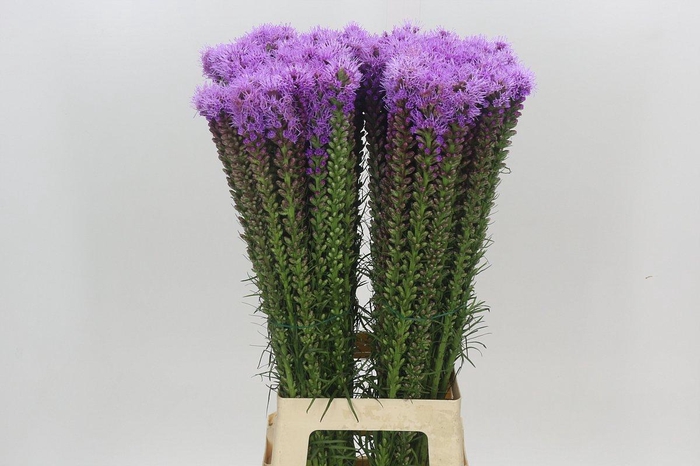 <h4>Liatris Spicata</h4>