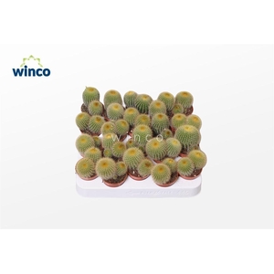 Notocactus Leninghausii (group)