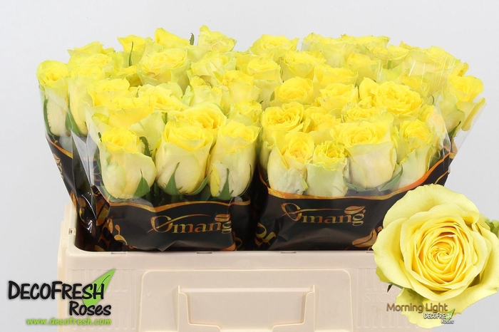 <h4>R Gr Morning Light</h4>