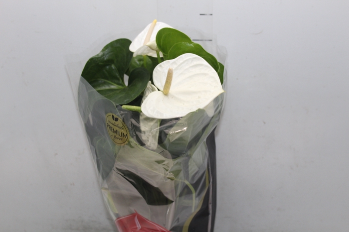 <h4>ANTHURIUM ALASKA P17 PREMIUM</h4>