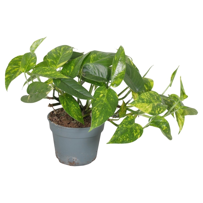 <h4>epipremnum Gold dicht blad</h4>