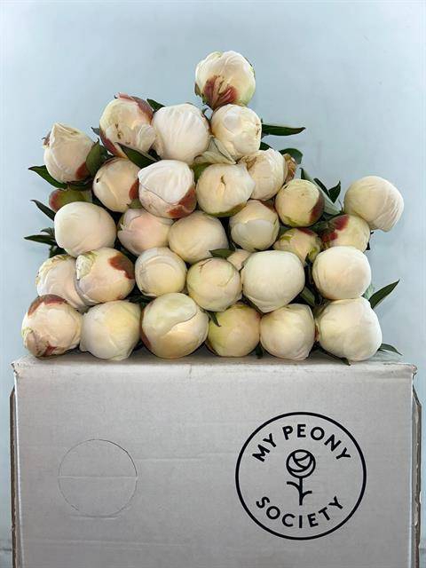 <h4>Paeonia claude tain</h4>