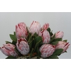 Protea Cynaroides