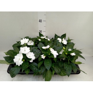 Impatiens NG 'Tamarinda White'