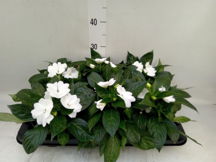 <h4>Impatiens NG 'Tamarinda White'</h4>