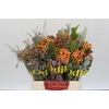 BQ Banksia Coccinea SFB
