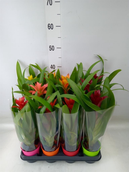 <h4>Guzmania   ...mix</h4>