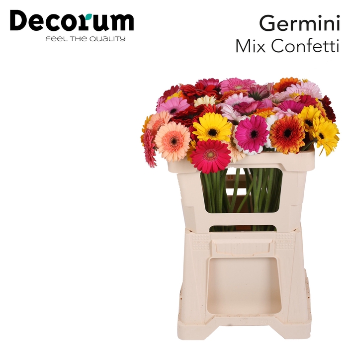 <h4>Germini Mix Confetti Water x60</h4>