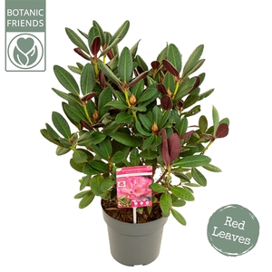 Rhododendron 'Wine & Roses' ®