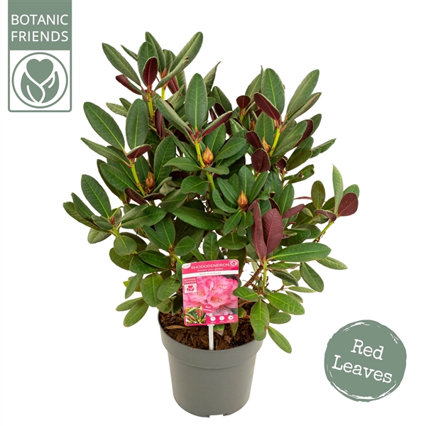 <h4>Rhododendron 'Wine & Roses' ®</h4>