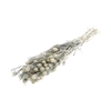 Bunch Yball Grass Pres.L50