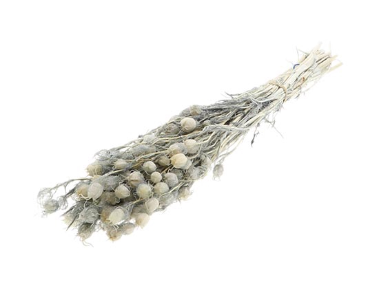 Bunch Yball Grass Pres.L50
