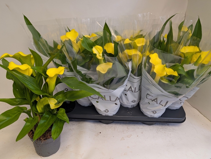 <h4>ZANT SUNCLUB</h4>