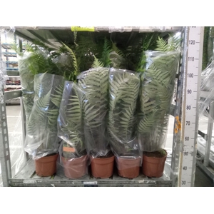 Dicksonia antarctica