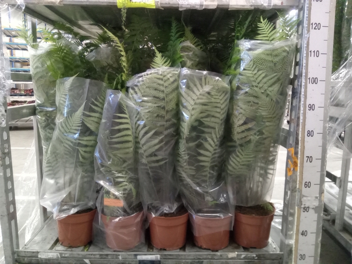 <h4>Dicksonia antarctica</h4>