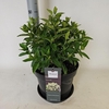 Hydrangea paniculata