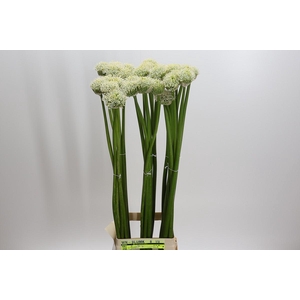 Allium White Giant