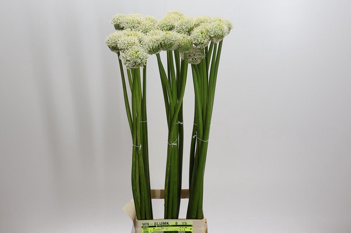 Allium White Giant