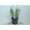 Cortaderia selloana