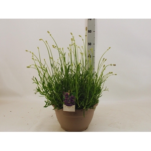 LAVAN AN DWARF BLUE