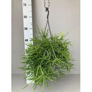 Rhipsalis hangpot neves-armondii