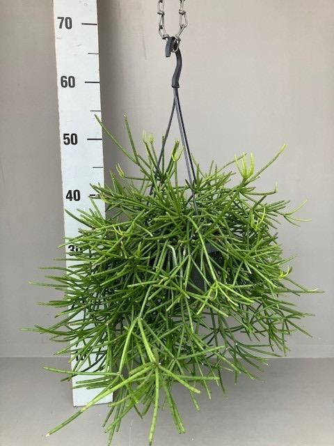 <h4>Rhipsalis hangpot neves-armondii</h4>
