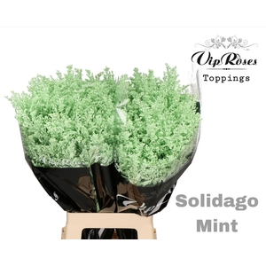 Solidago Mint